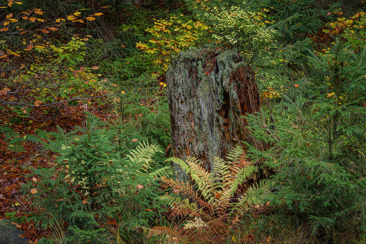 D85_4434x.jpg
