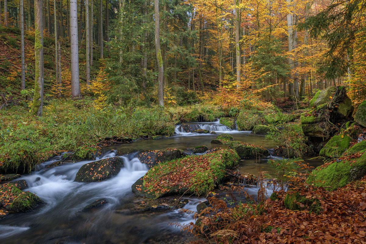 D85_4508_1.jpg