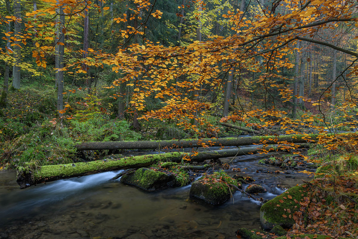 D85_4519.jpg
