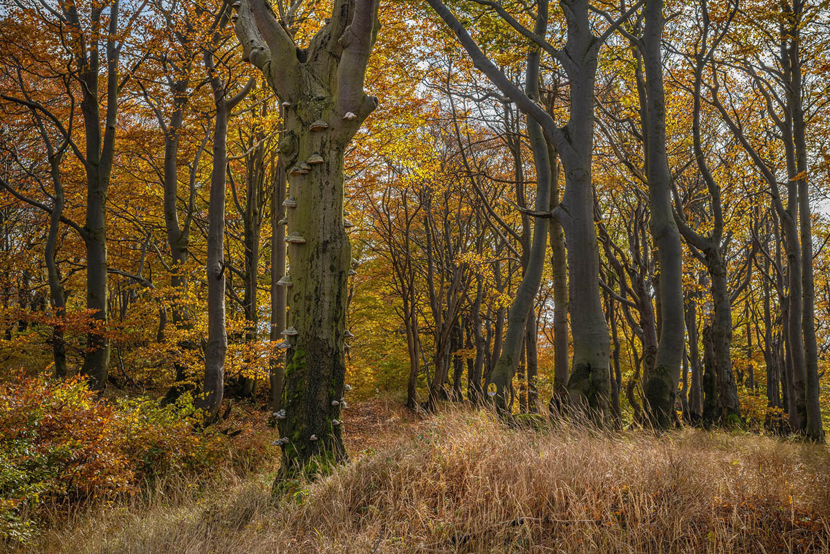D85_5781x.jpg