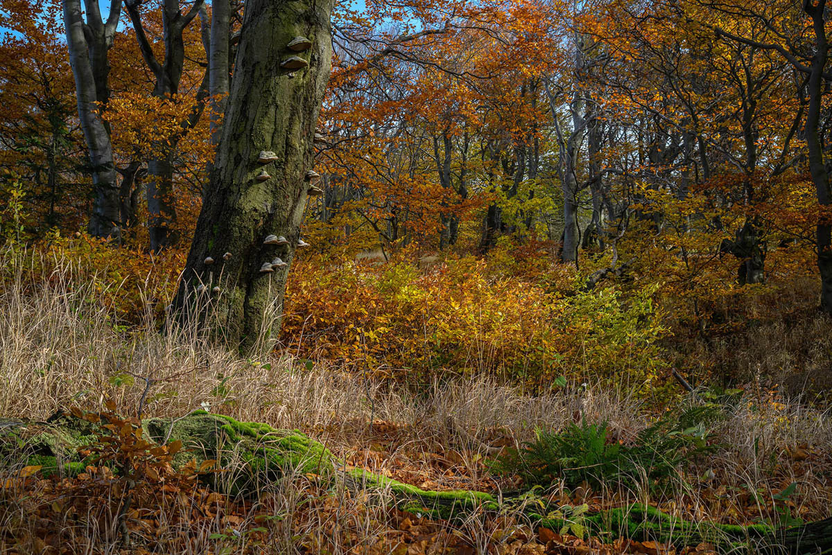 D85_5784x.jpg