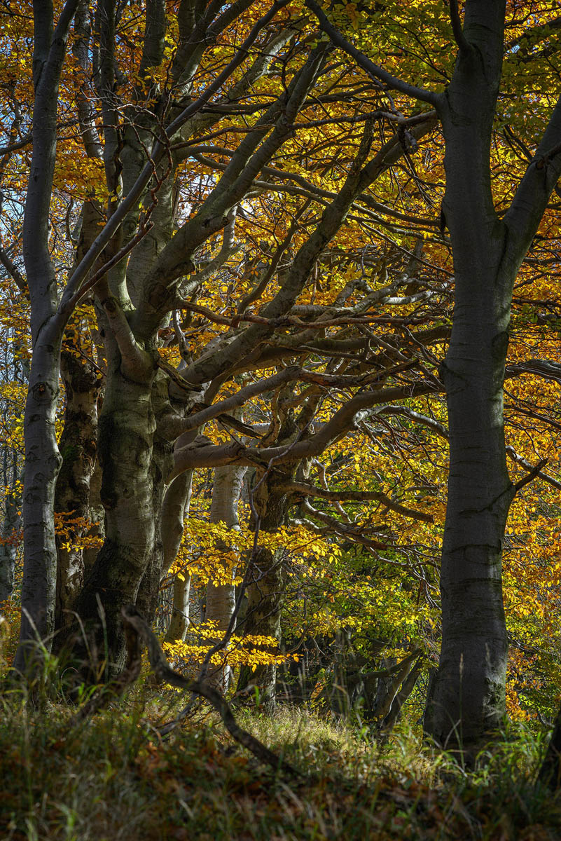 D85_5800x.jpg