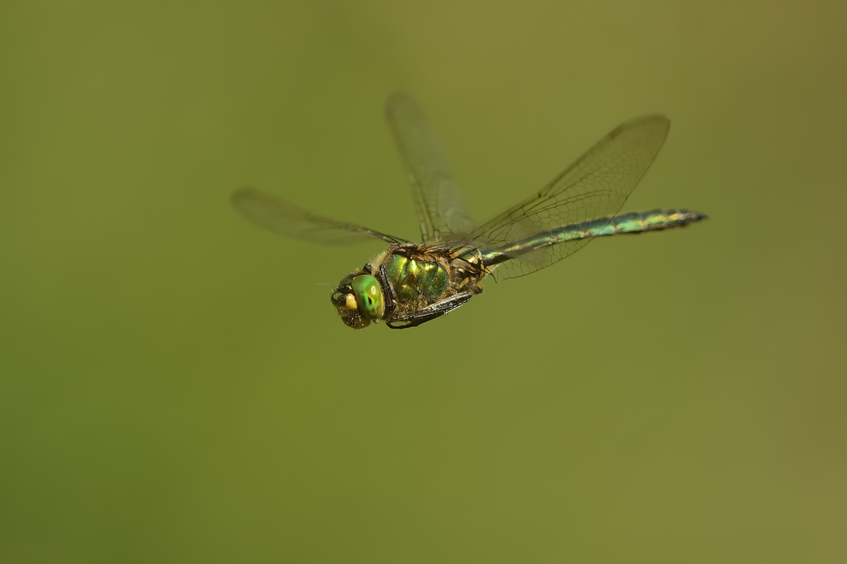 D8A 6849nx