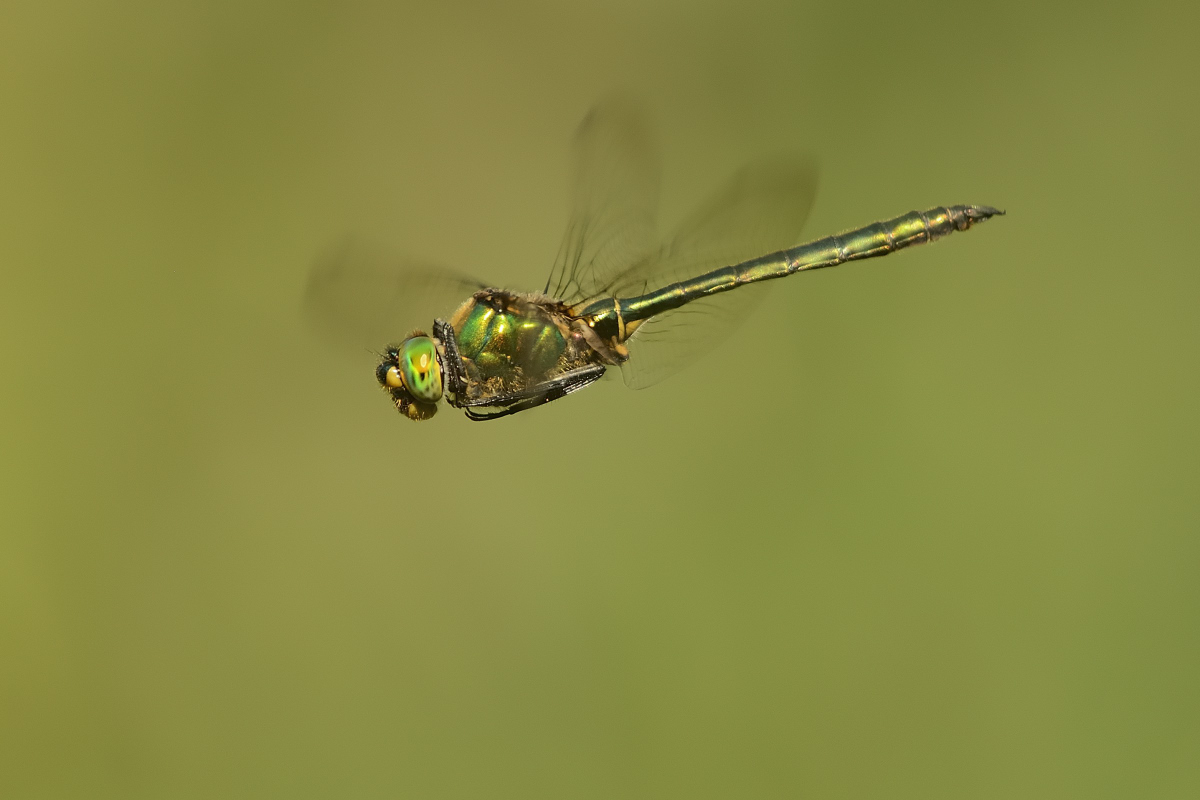 D8A 6863nx
