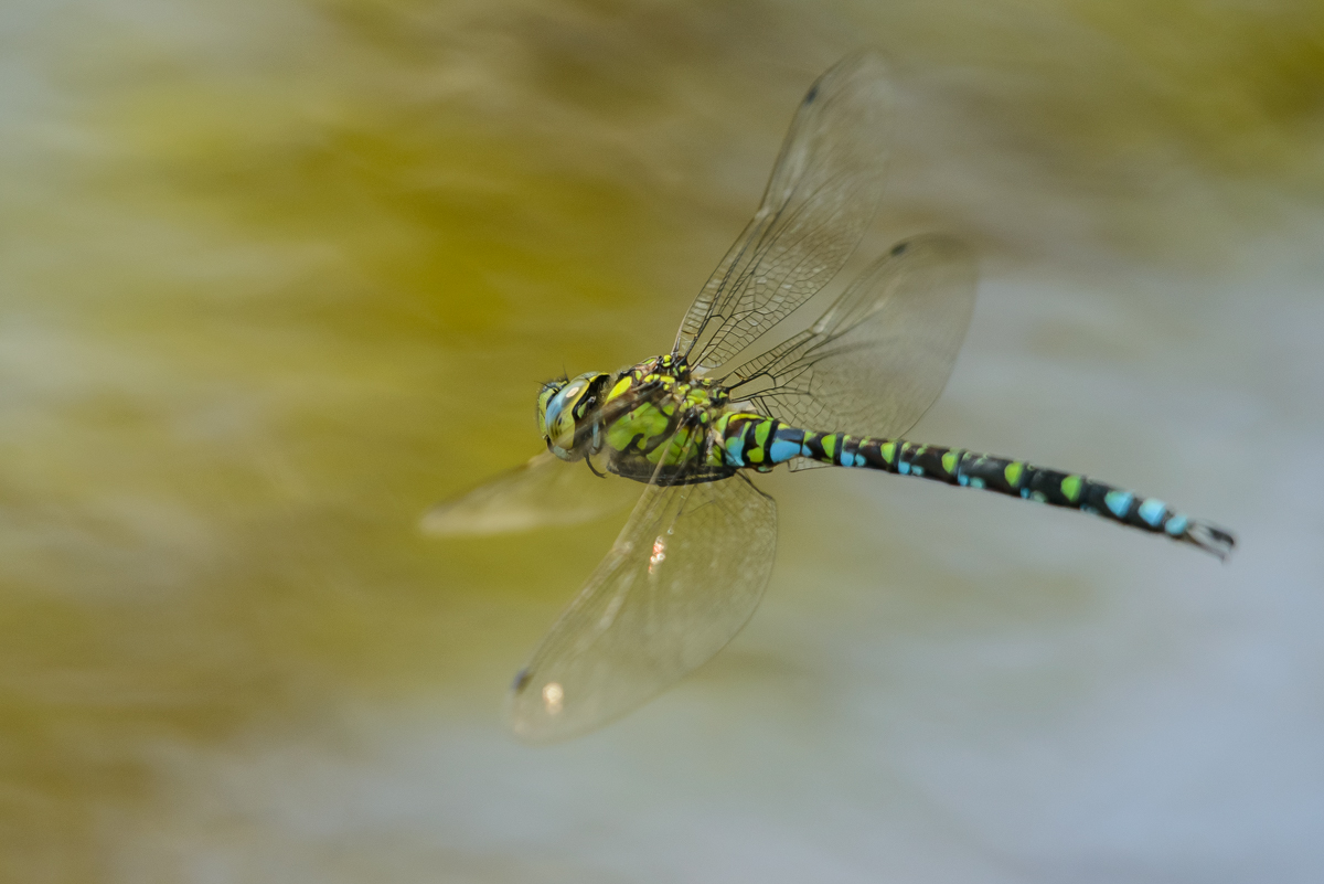 D8A 8086 1