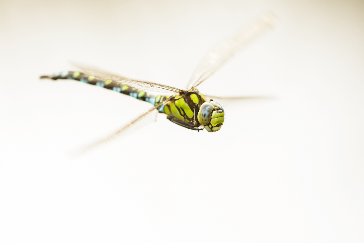 D8A 8233 1 2
