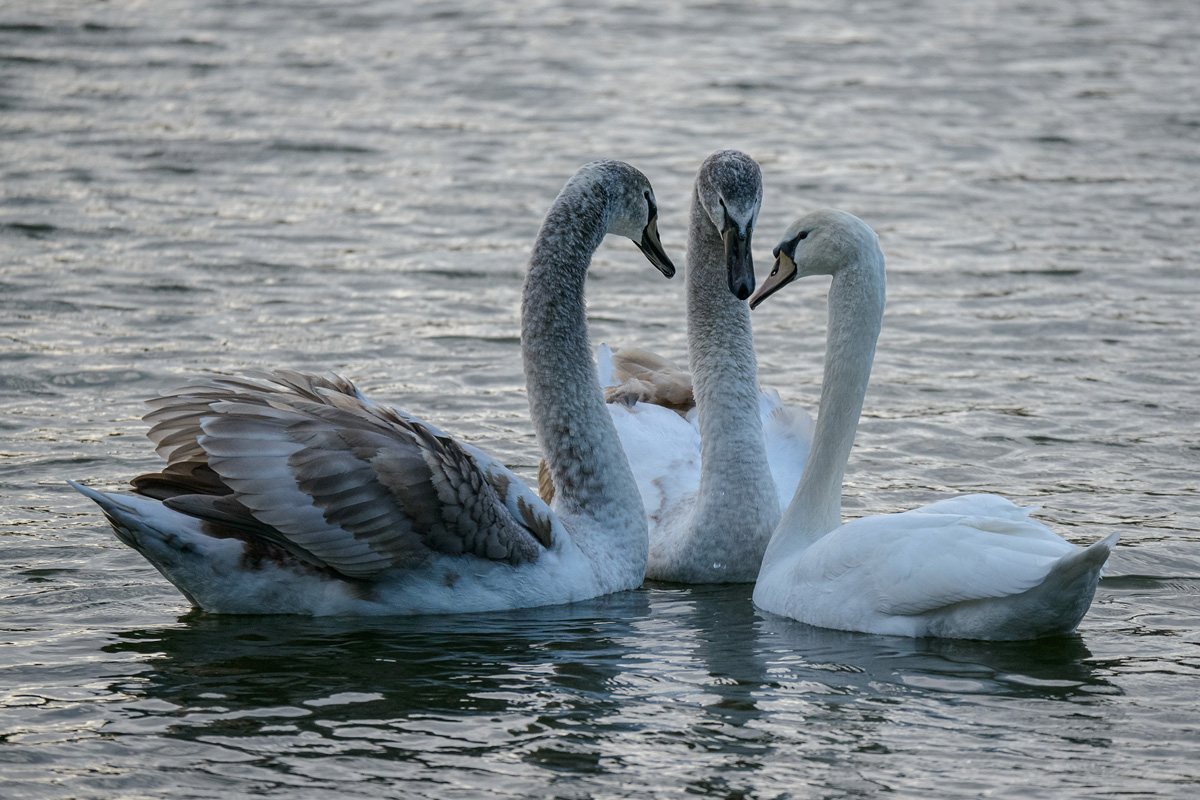 D8E_0491.jpg