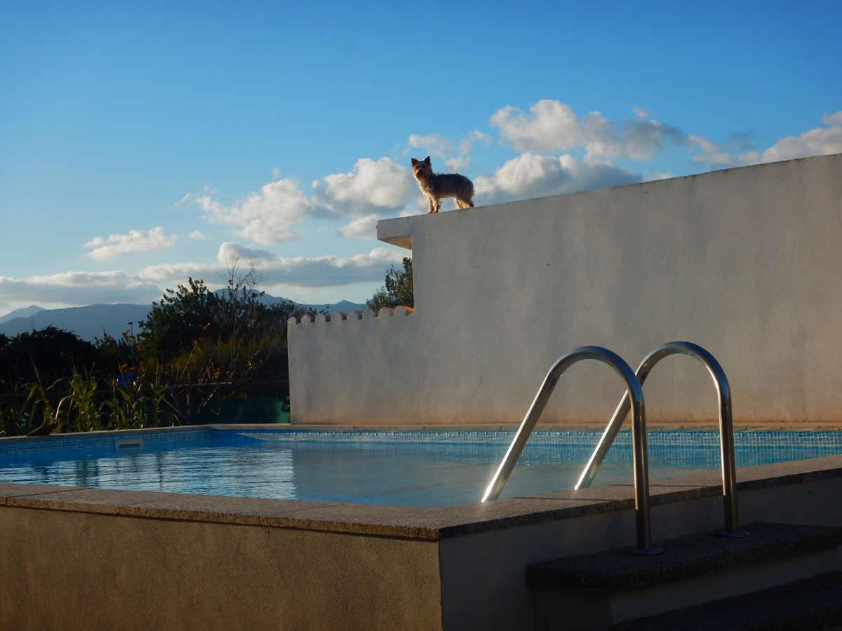 dachhund.2019.1