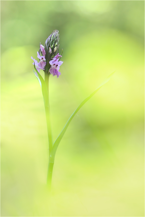 Dactylorhiza praetermissa
