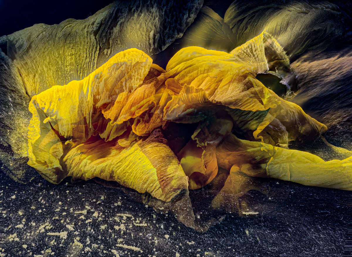 Daffodil from Outer Space