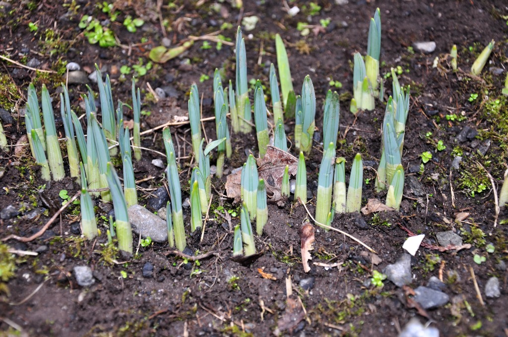 Daffodils