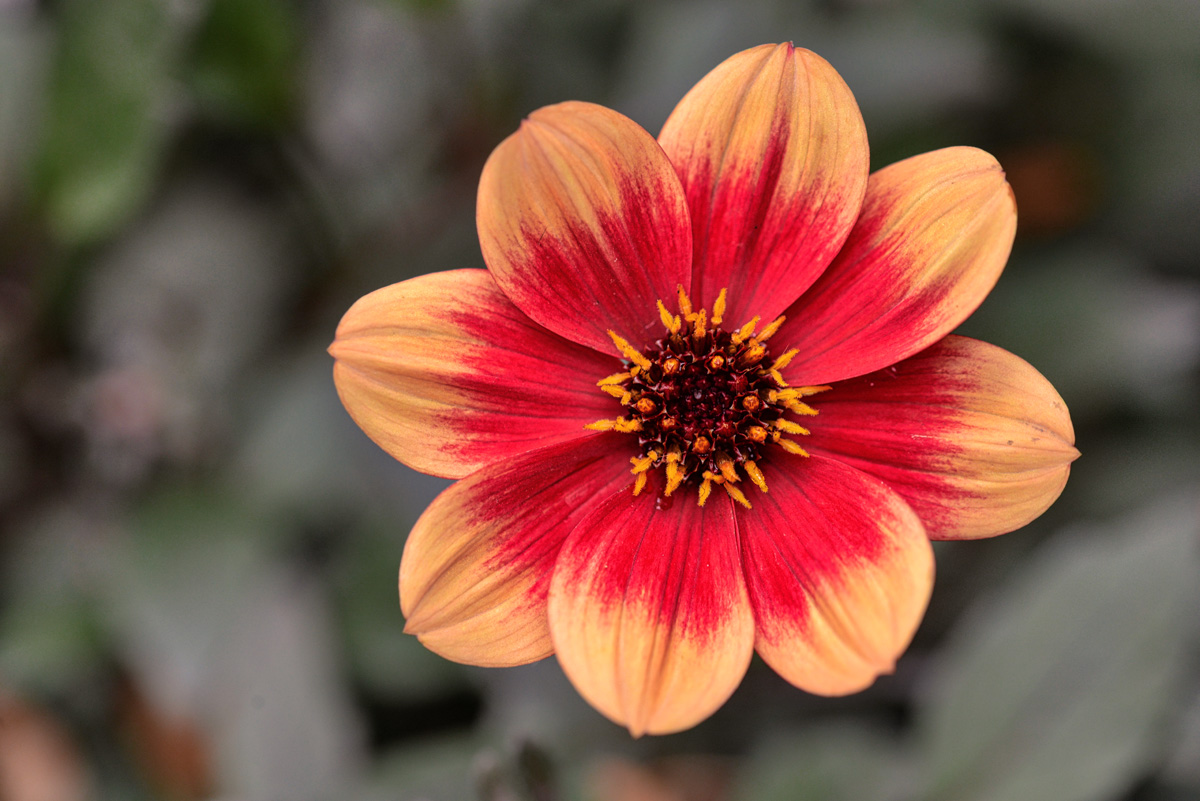 dahlia coccinea_1200.jpg