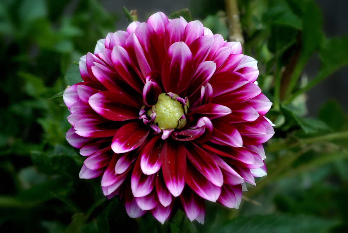 DAHLIE 1200