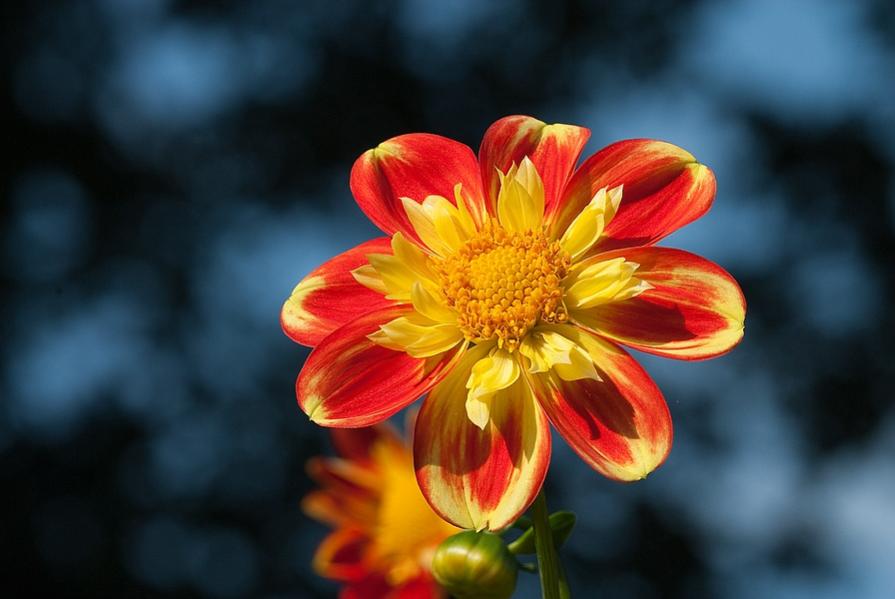 Dahlie im Herbst