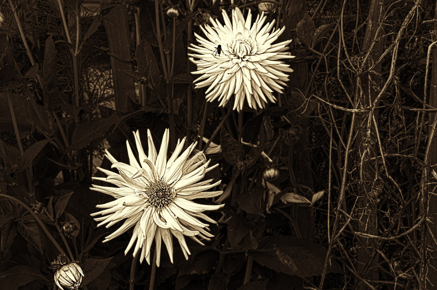Dahliesw