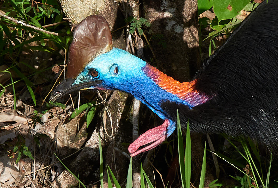Daintree213
