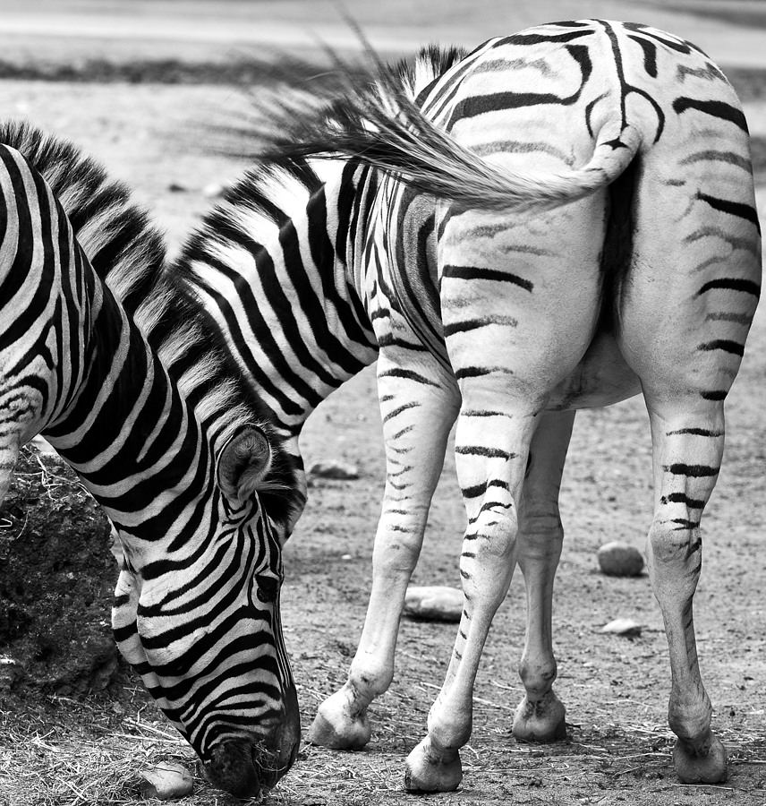 Damara Zebra