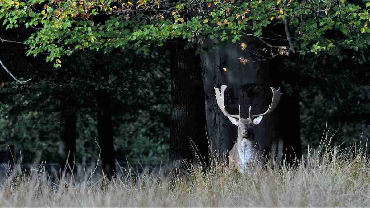 Damhirsch