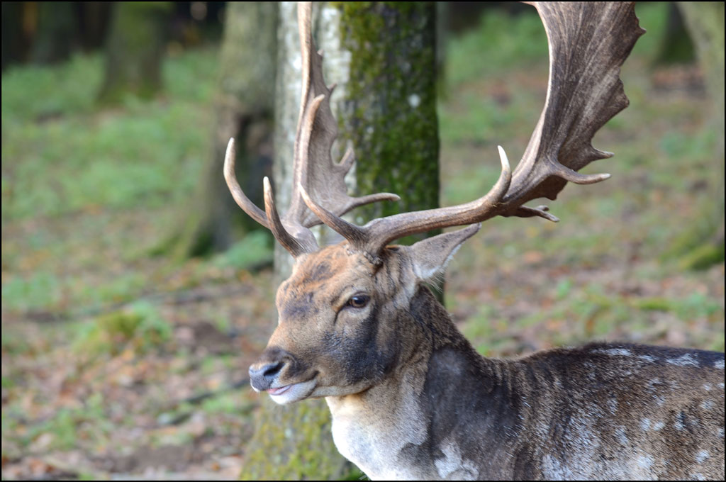 Dammhirsch