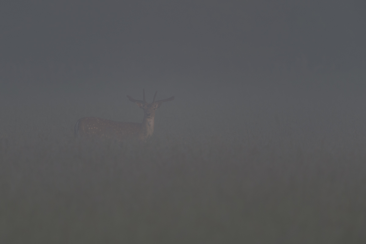 damwild 01