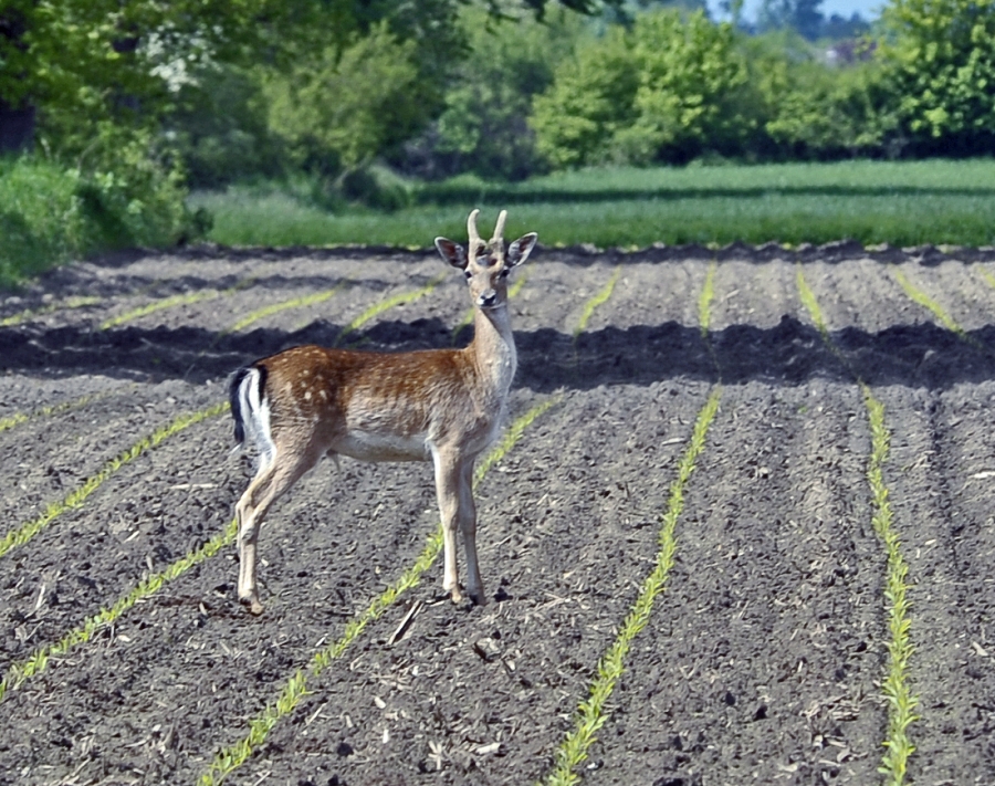damwild-2.jpg