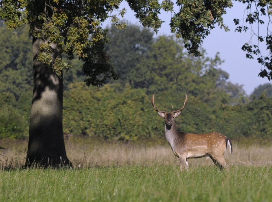 damwild-4.jpg