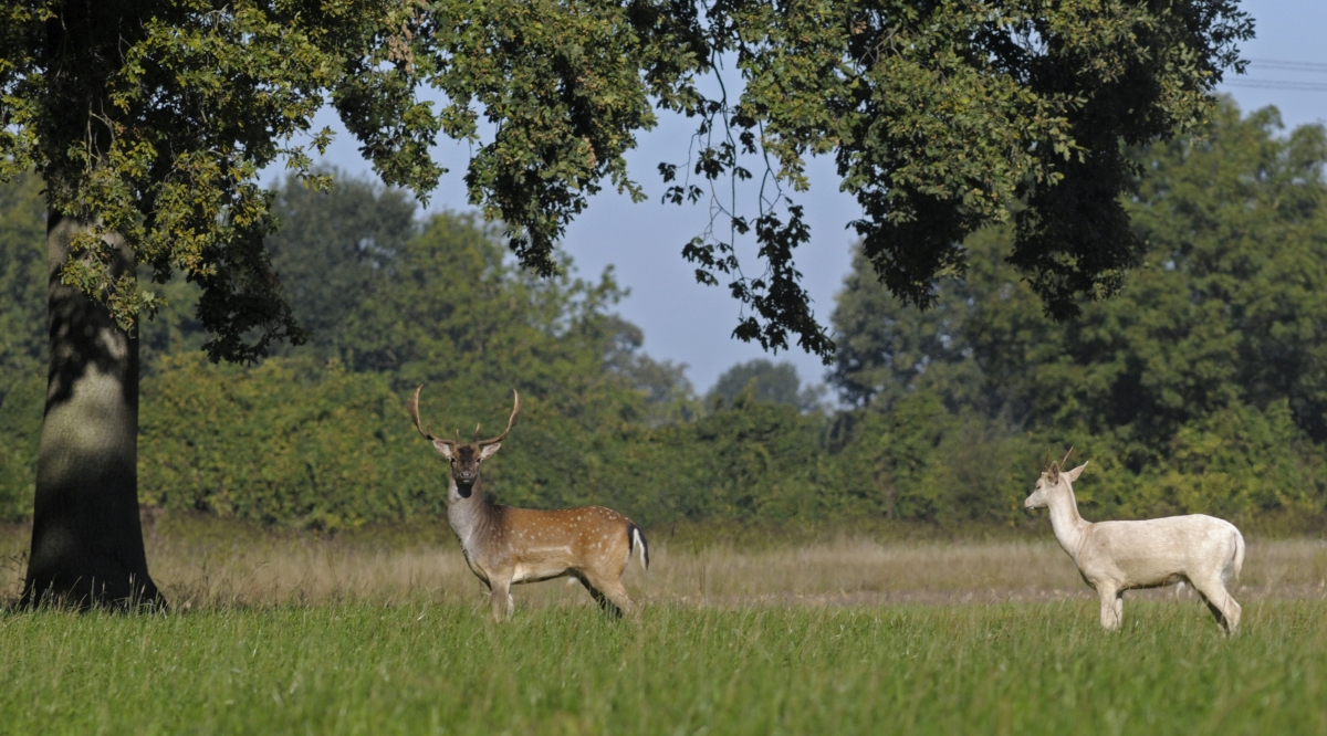 damwild-6.jpg