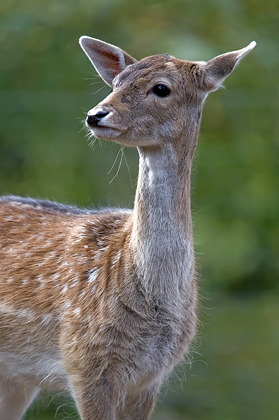 damwild