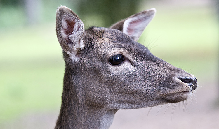 damwild3