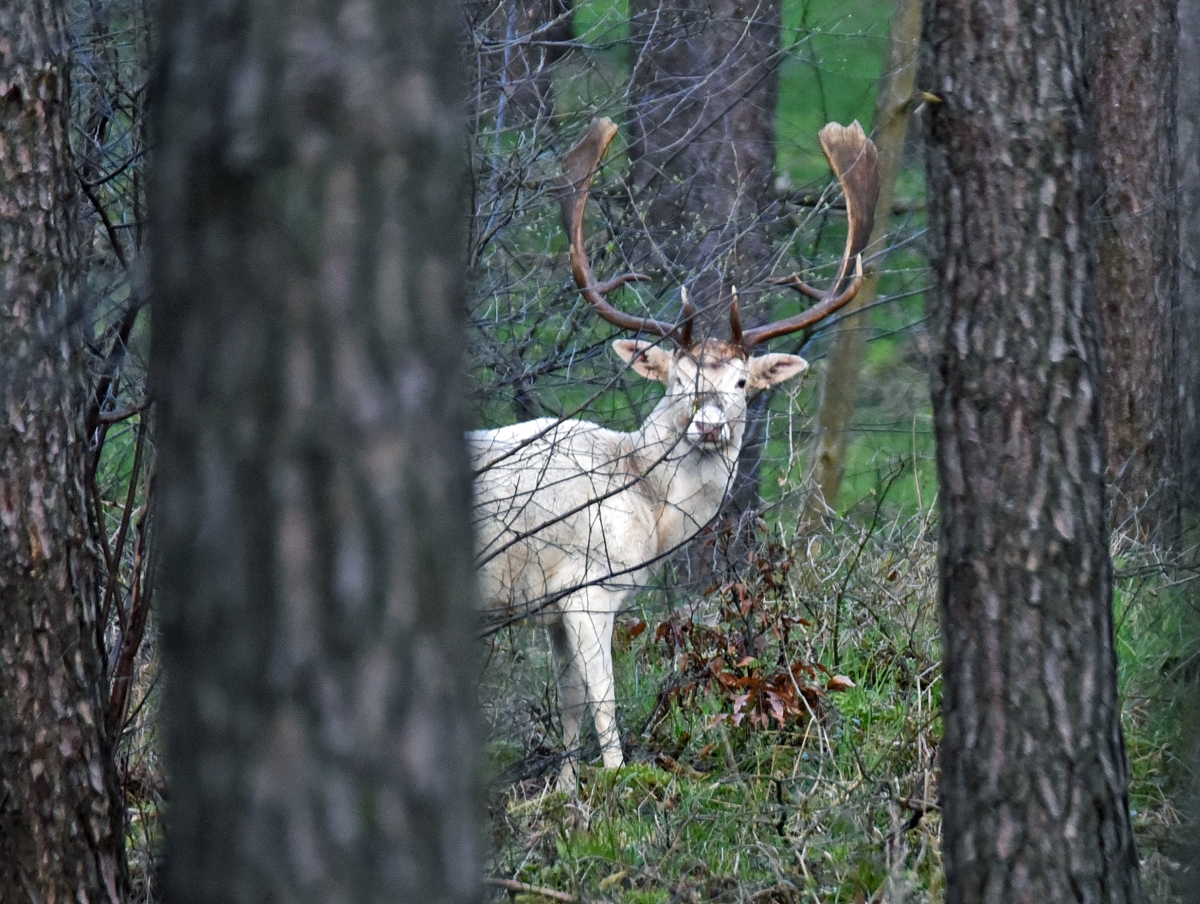 damwild_weisser_hirsch.jpg