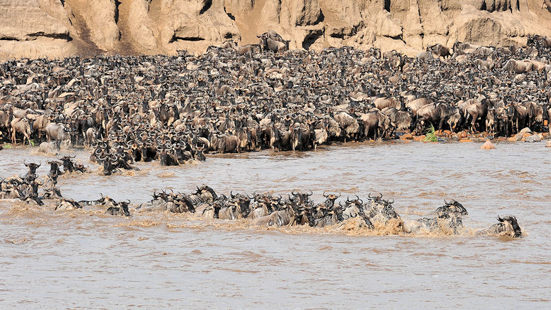 Dann drängen immer mehr Gnus nach
und größere Gruppen schwimmen ans andere Ufer
0930