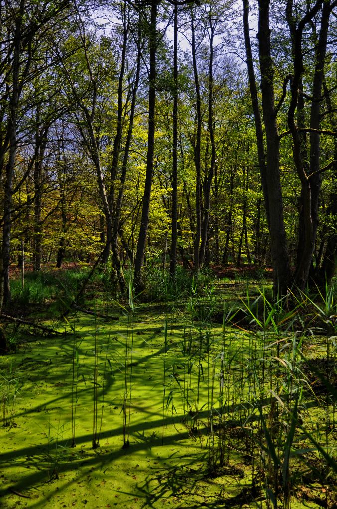 Darßwald