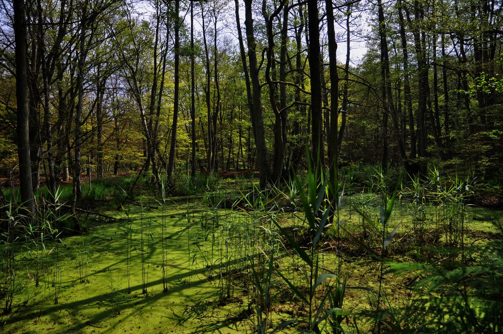 Darßwald