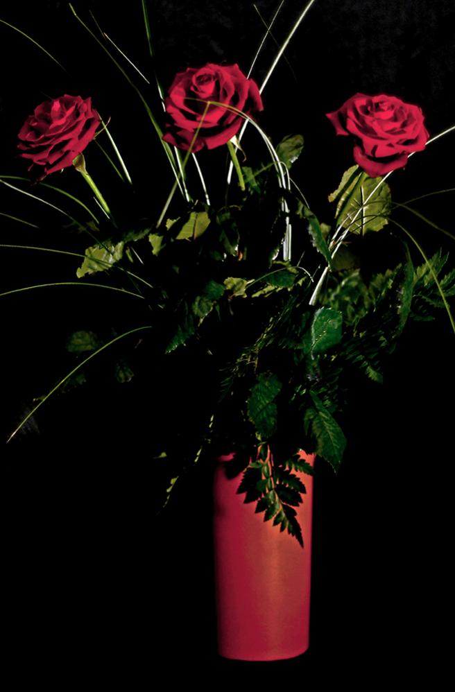 dark roses