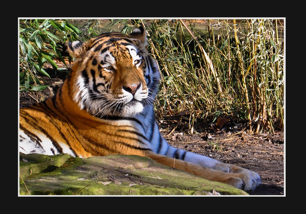 Das Bild ist im Allwetterzoo Münster entstanden.
Kamera:       Nikon D90
Objektiv:      18.0-105,0mm f/3,5-5,6
Belichtung:   1/160 Sek. bei f/5,6
Bren