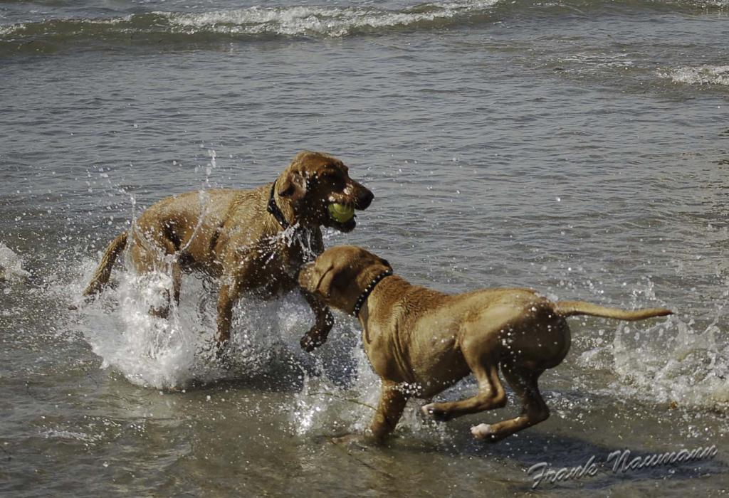 Das ist mein Ball !!!