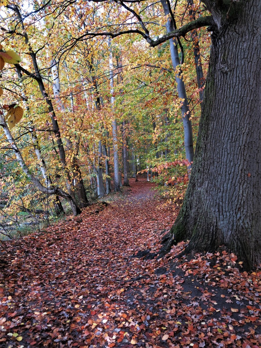 Das leise raschelnde Laub macht Spaß.jpg
