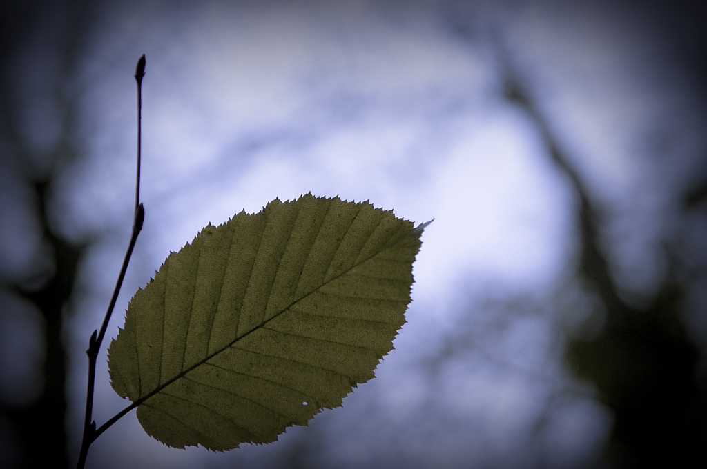 Das letzte Blatt