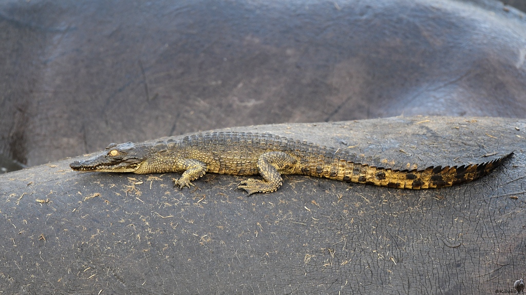 Das Nilpferd uns sein Krokodil
Hippo Pool an der Ikuu Bridge, Katavi Nationalpark

s990 Katavi Krokodil 7163