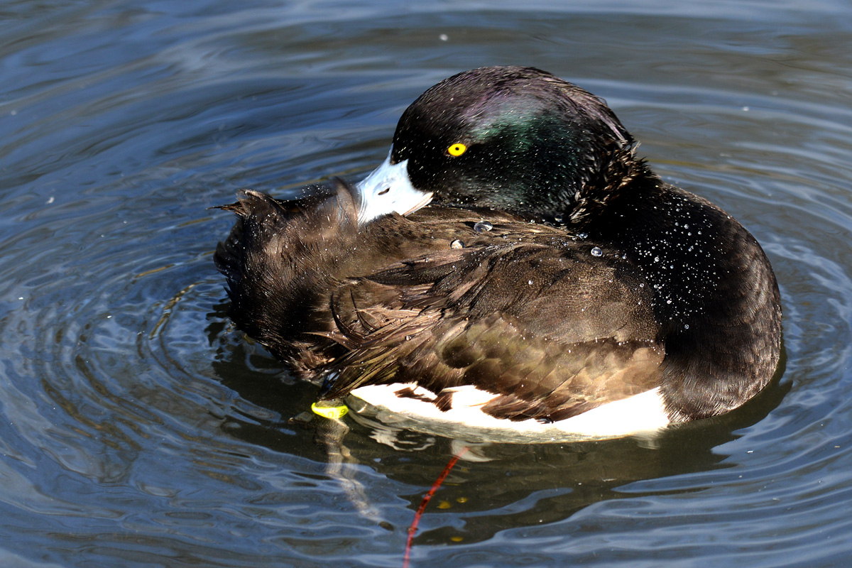 Das perlt an mir ab wie Wasser an der Ente