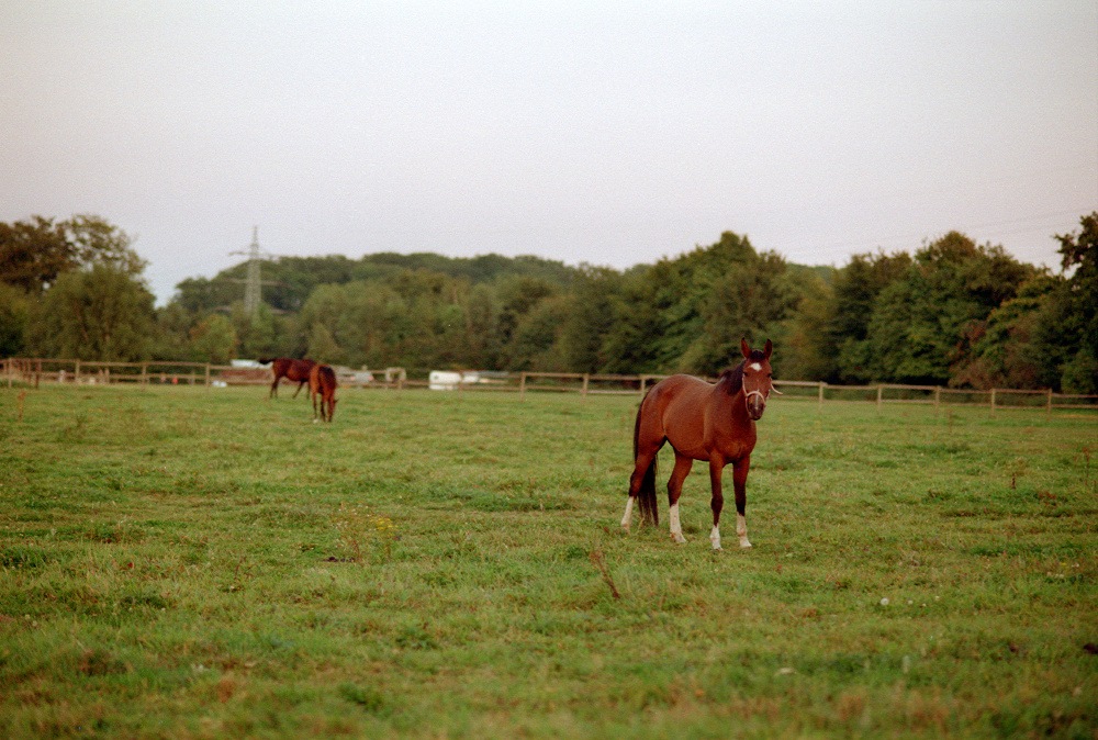 Das rote Pferd
