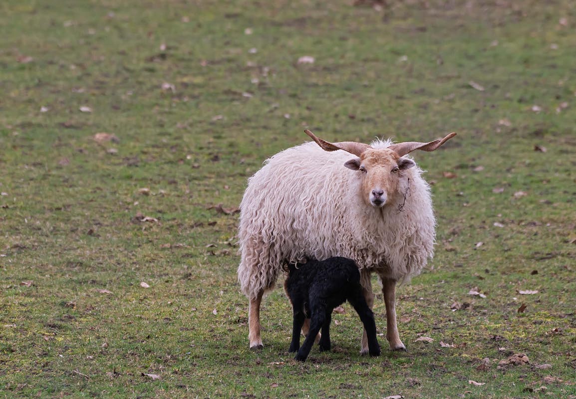 Das schwarze Schaf.jpg