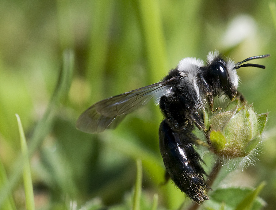 Das schwarze Schaf vom Bienenstock