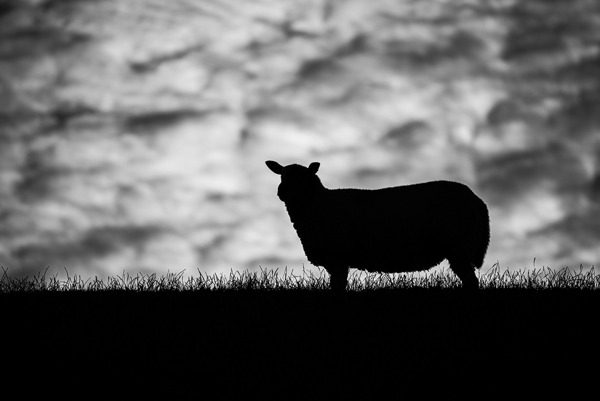 Das schwarze Schaf