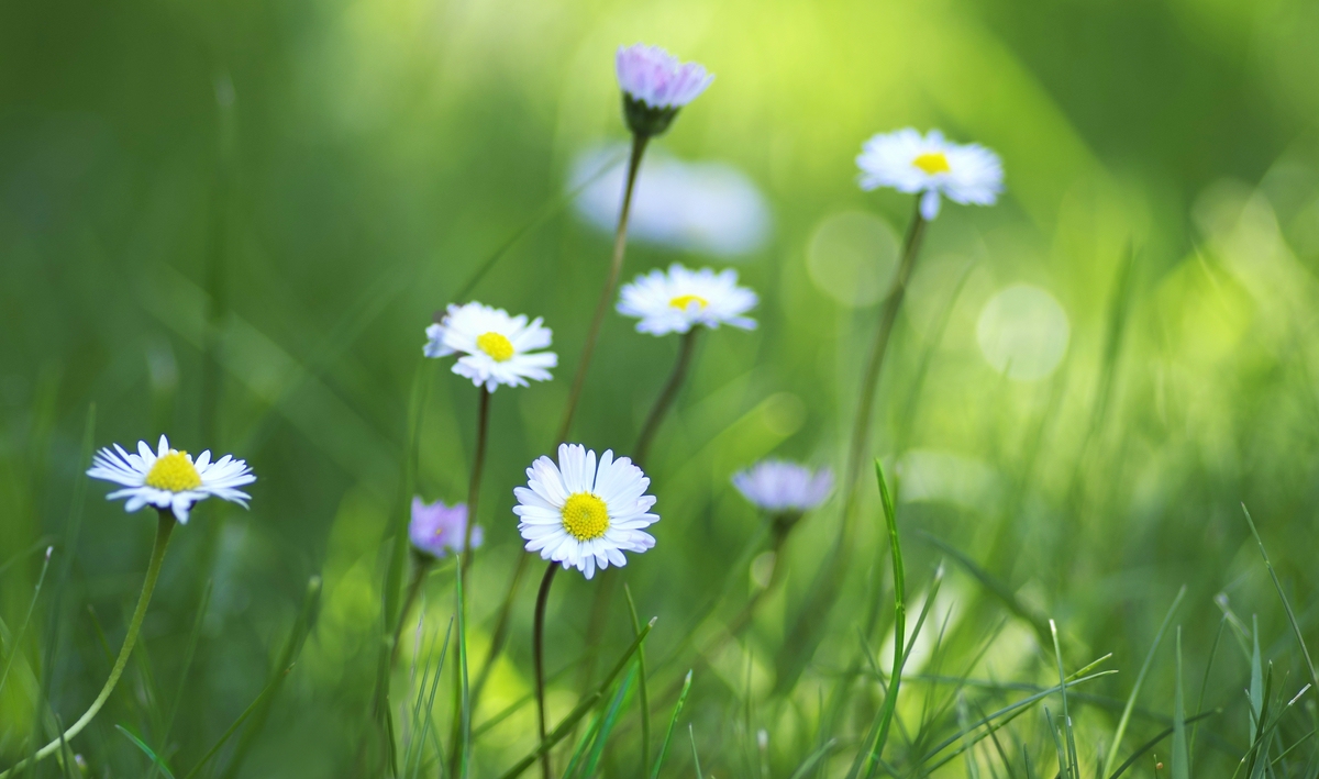 Das sind meine Lieblinge im Frühling..jpg