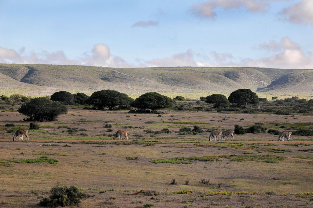 de hoop NP 5