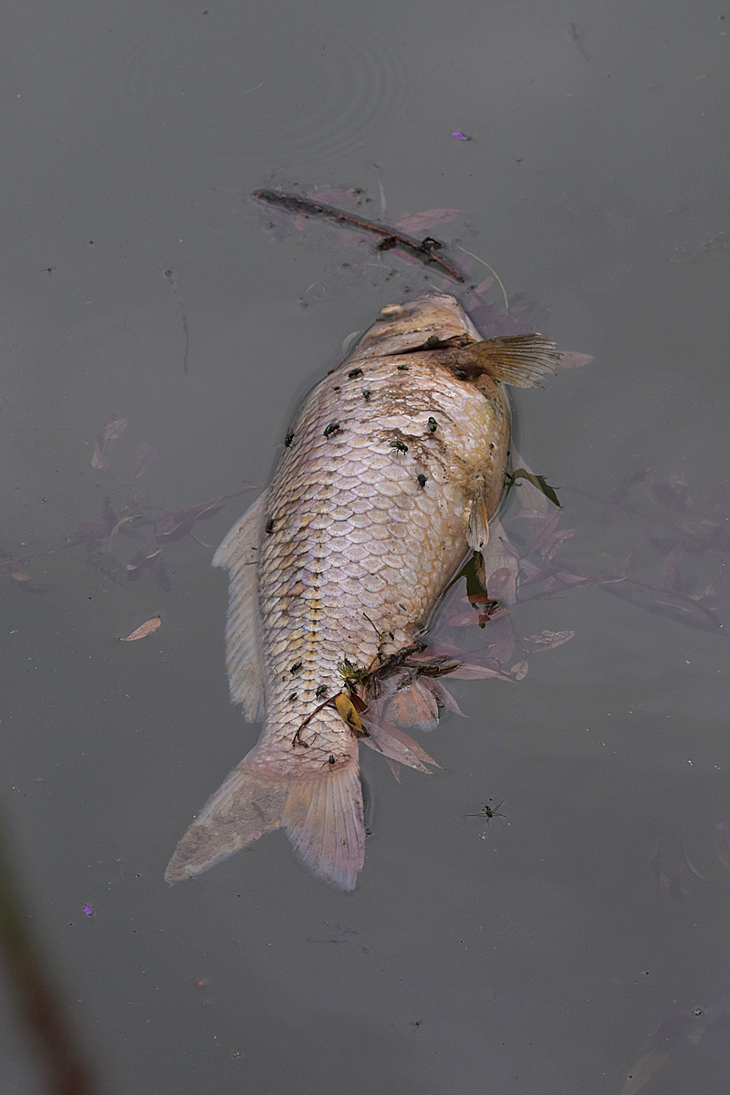 Dead fish don`t talk