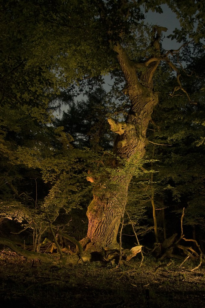 deep in the woods