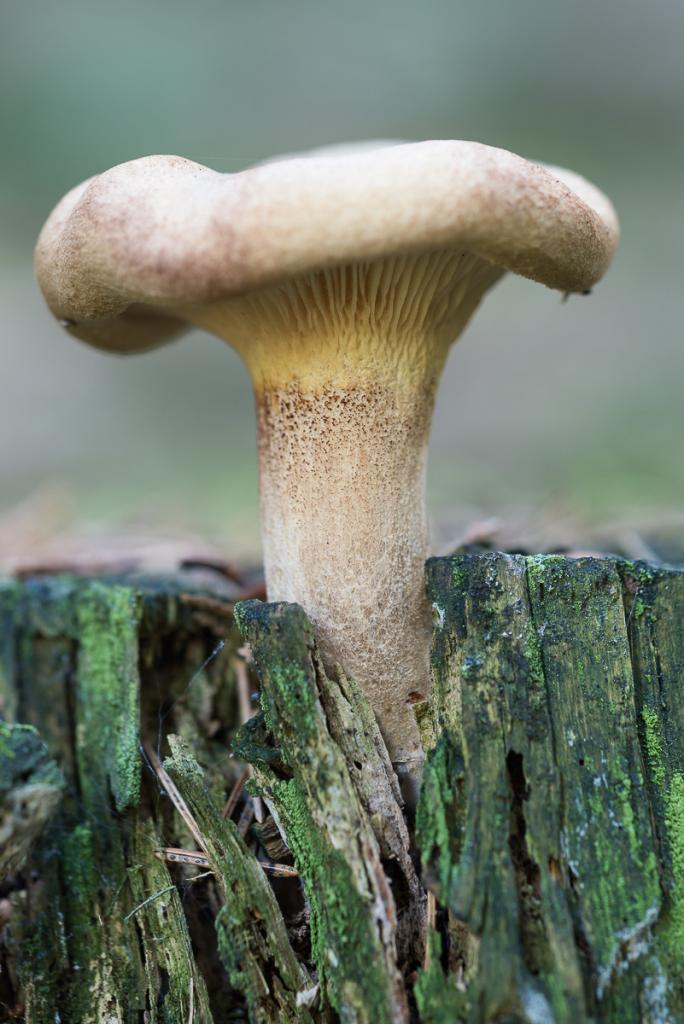 Deister 031015 021