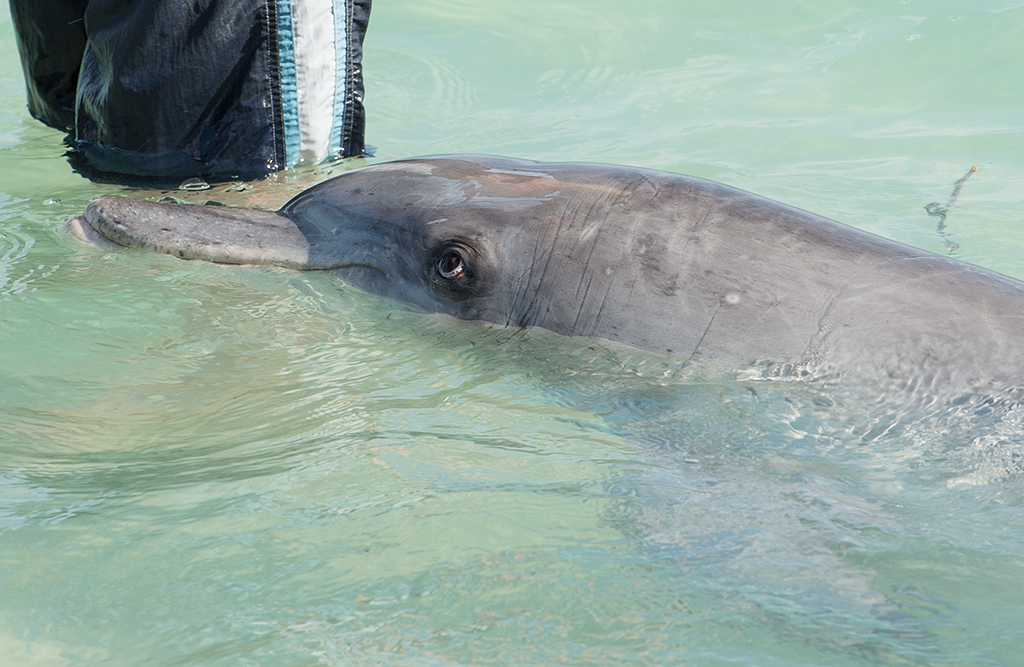 delfin